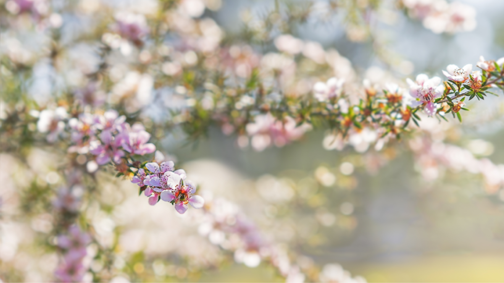 A blossoming tree with white and pink flowers